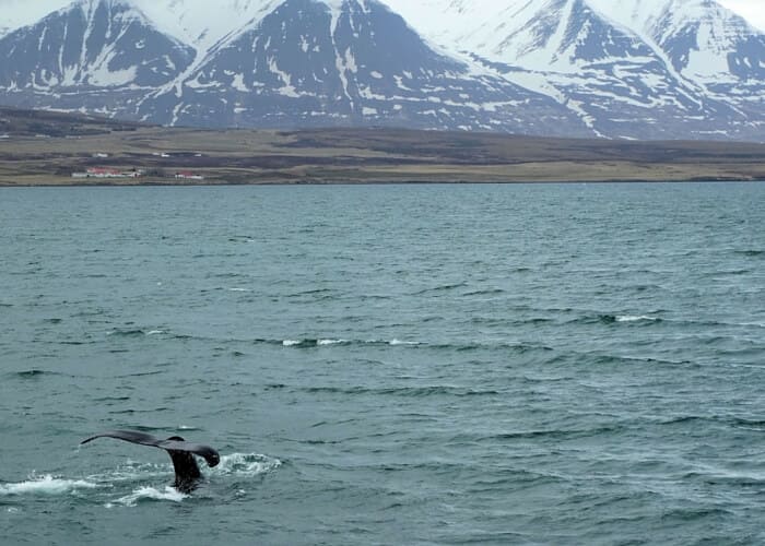 walvissen safari IJsland