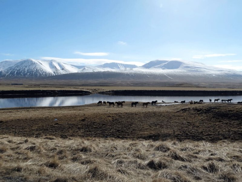 IJslandse paarden Westfjorden