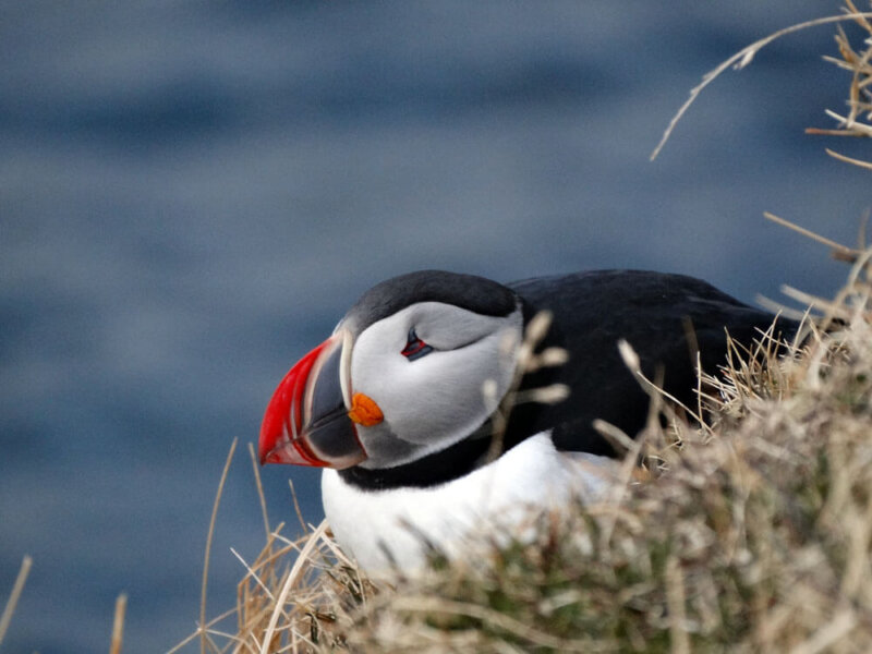 Papegaaiduikers spotten in IJsland