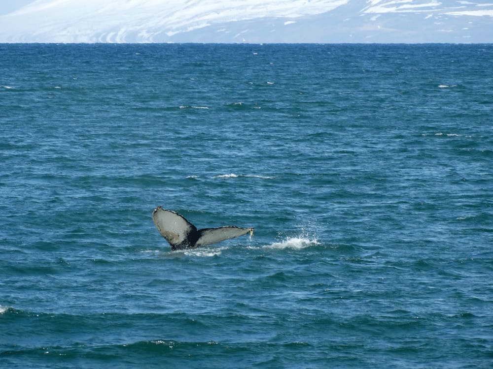 Walvissen-spotten-in-IJsland