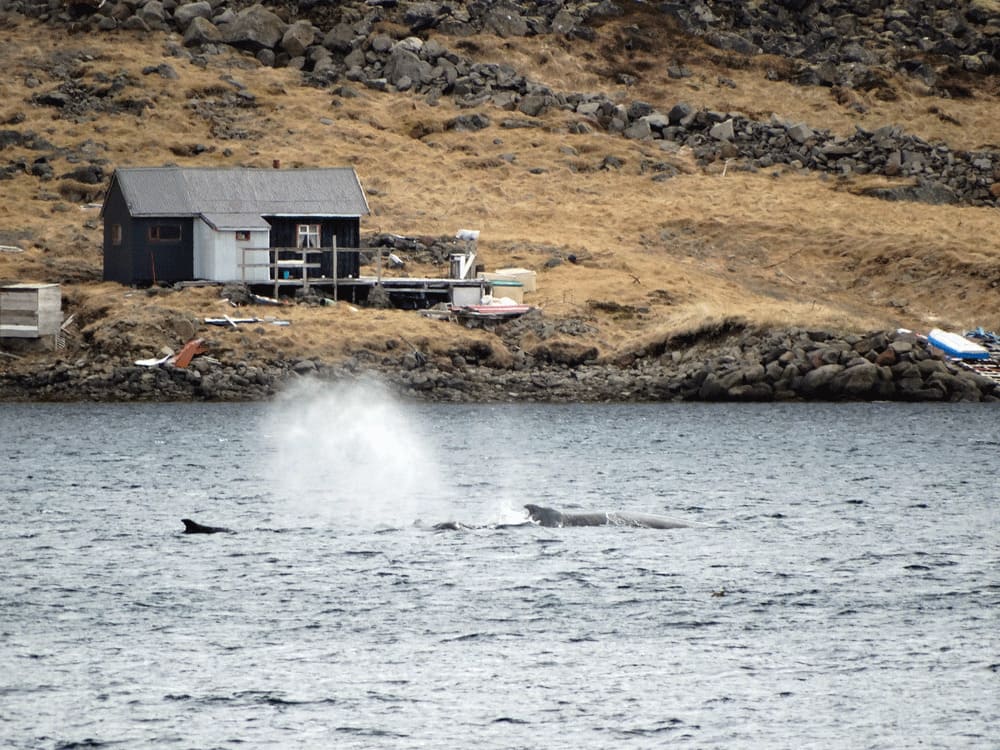 Walvissen spotten Westfjorden