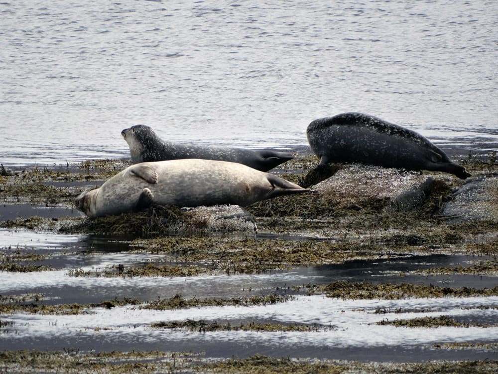 Zeehonden IJslandse Westfjorden