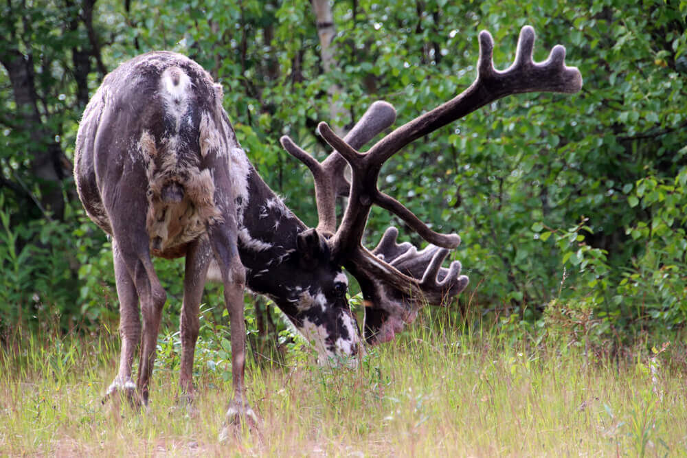 Rendieren in Lapland Zweden