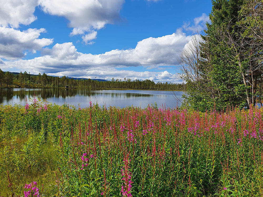 Lente wildernisroute Zweden